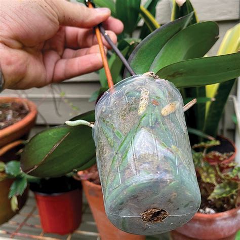 Keep Moth Orchid