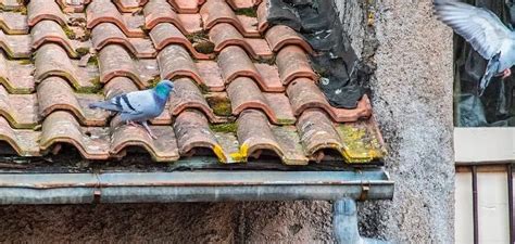 Pigeon on Roof