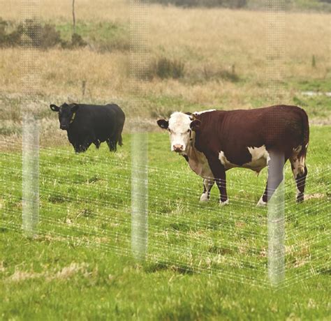 Keeping Cattle Contained: A Guide to Preventing Fence Breakages