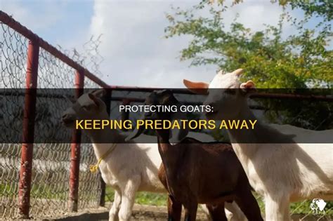 Keeping Predators Away