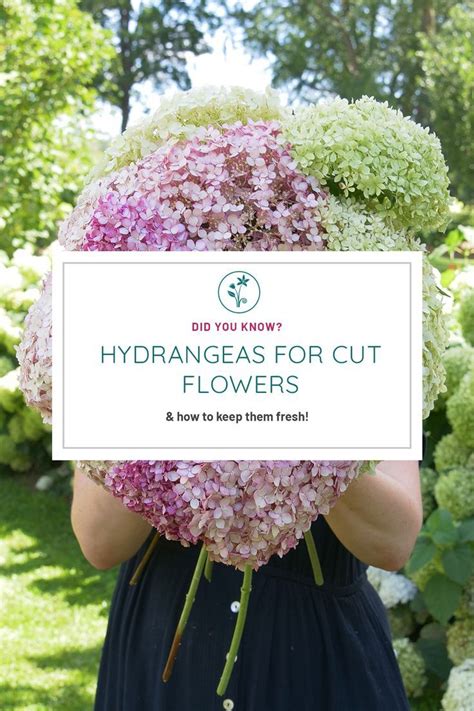Keeping Your Hydrangeas Fresh