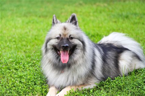 Keeshond Pictures, Information, Temperament, Characteristics, Rescue