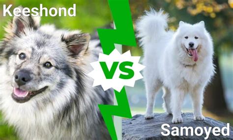 88+ Keeshond X Samoyed l2sanpiero