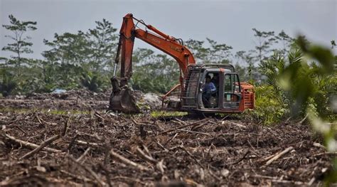 Kehilangan Habitat Akibat Pembangunan yang Tidak Terkontrol