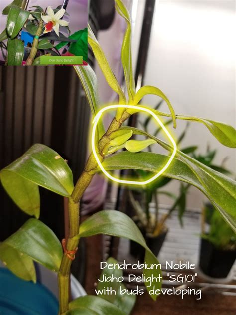 Keikis De Dendrobium