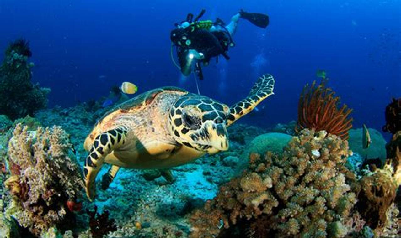Keindahan Bawah Laut Tersembunyi: 10 Destinasi Diving Terbaik untuk Penyelam Profesional!