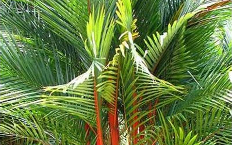 Keindahan Pohon Palm Merah Dalam Interior