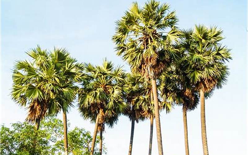 Keindahan Tumbuhan Palm Di Indonesia