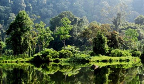 Menjelajahi Keanekaragaman Flora dan Fauna di Indonesia