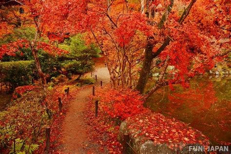 Keindahan Musim Gugur di Kyoto