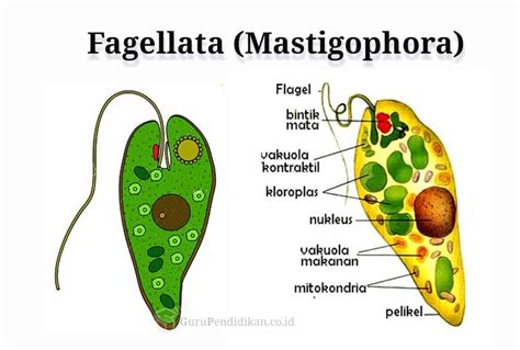 Kelas Flagellata: Mikroorganisme dengan Gerakan Berputar