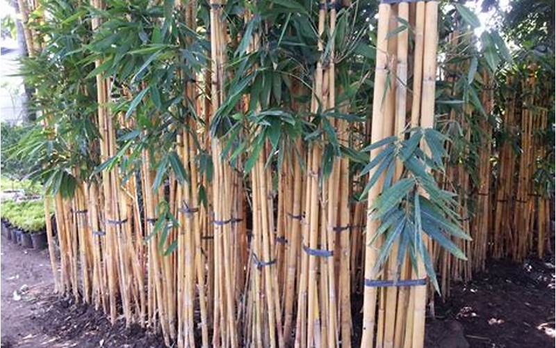 Kelebihan Bambu Jepang