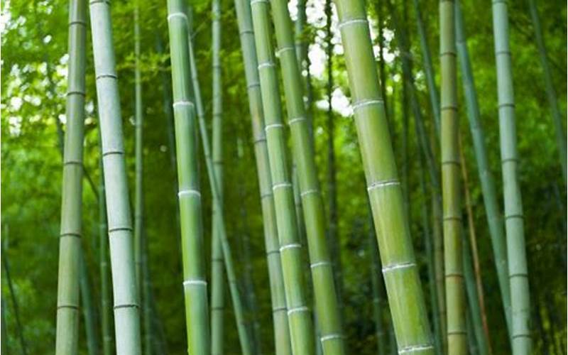 Kelemahan Bambu Jepang