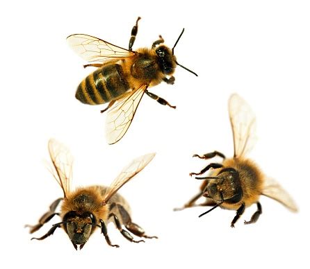 Kelompok Lebah