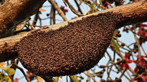 Kelompok Sarang Lebah