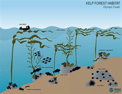 Kelp Forest Ecosystem