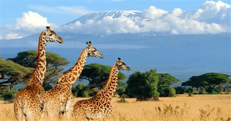 Kenya Best Time to Visit