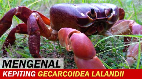 Kepiting Darat