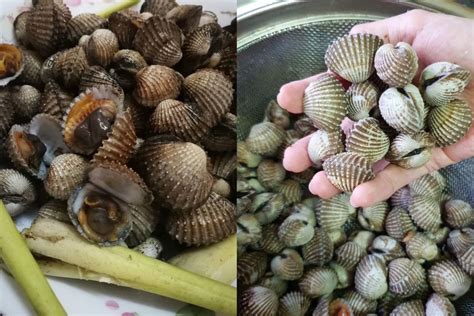 Kerang Hesek