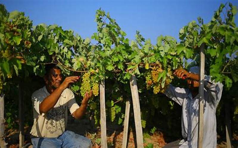Kerjasama Petani Anggur