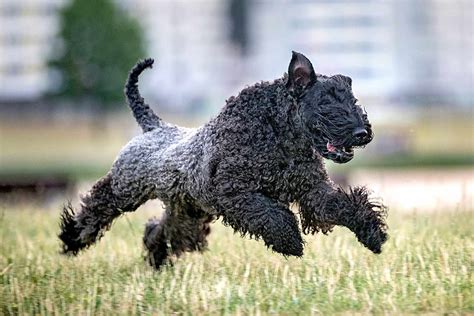 Kerry Blue Terrier Dog Breed history and some interesting facts