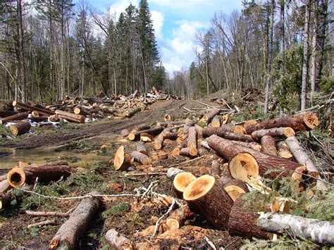 Dampak Penebangan Hutan Berkelanjutan di Indonesia