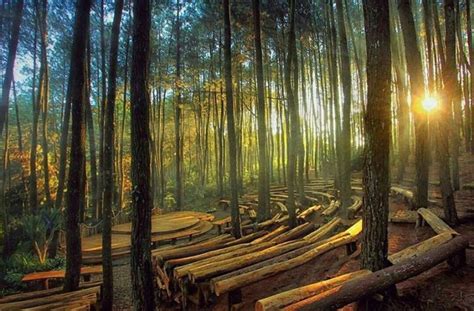 Foto Hutan Pinus Dieng