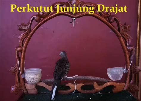 Kesimpulan Tuah Perkutut Katuranggan Junjung Drajat/Surung Drajat