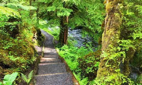 Ketchikan Rainforest