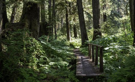 Ketchikan ATV Ride & Hike: A Tongass Forest Bigfoot Adventure Review