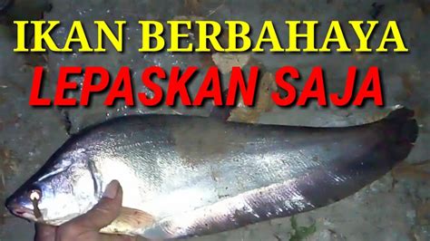 Keunikan dan Harga Ikan Belida Per Kilo di Indonesia