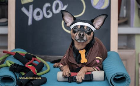 Key Benefits for Your Furry Friend