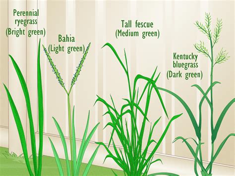 Key Characteristics of Tall Fescue