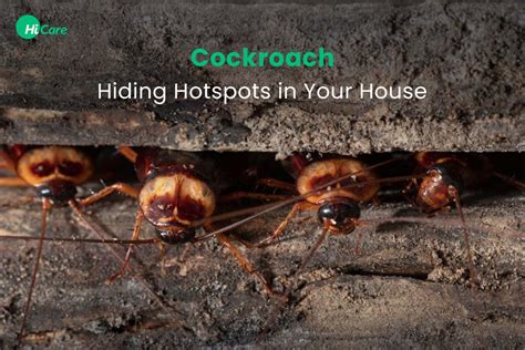 Key Cockroach Hotspots to Check