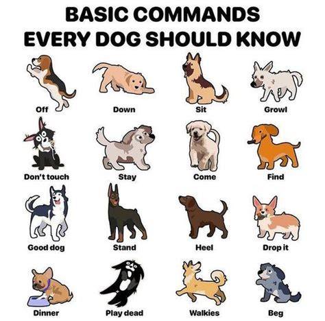 Key Commands Every Dog Should Know