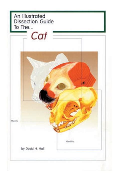 Key Components Covered in the Pearson Human Anatomy Cat Dissection Answer Key