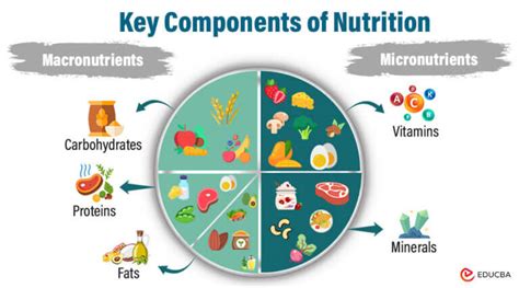 Key Components of Nutrition Education Programs