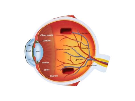 Key Components of an Artificial Colony Eye System