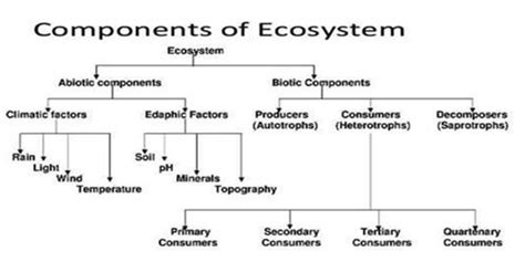 Key Components of the Dante Ecosystem