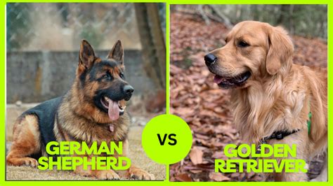 Key Differences: Choosing Your Perfect German Companion