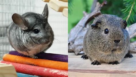 Key Differences Between Chinchillas And Guinea Pigs