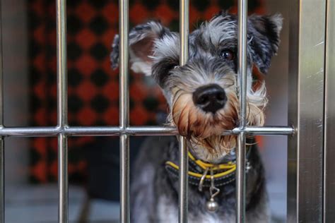 Key Differences from Traditional Kennels