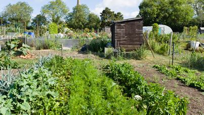 Key Factors Determining Your Allotment