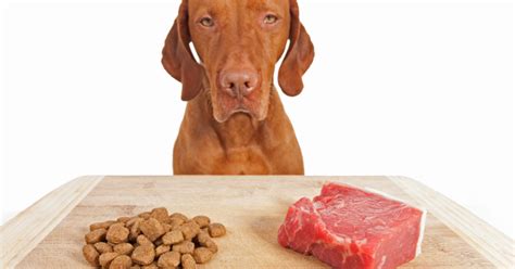 Key Factors to Consider When Selecting Dog Food