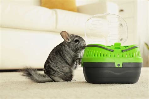 Key Features to Look For in Chinchilla Carriers