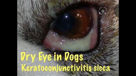 Key Indicators of Dry Eye in Dogs