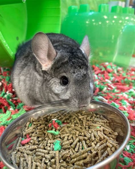 Key Ingredients for a Healthy Chinchilla