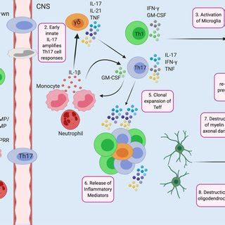 Key Pathological Distinctions