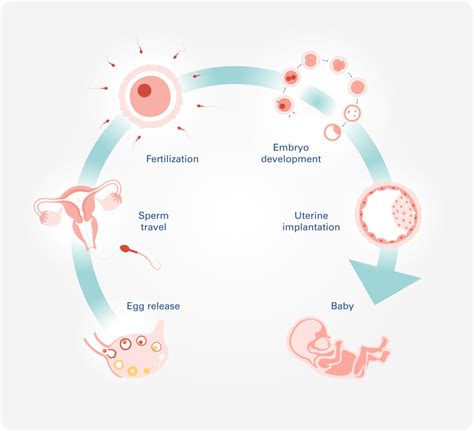 Key Physical Signs That Influence Conception