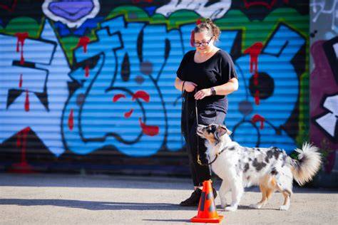Key Skills for Urban Dogs